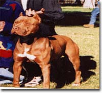 pitt bull
